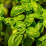 Fesleğen: Aroması İle Sağlığınıza Katkı Sağlar