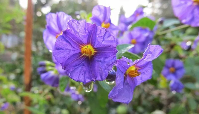 Hatmi: Kutsal Bitkinin Sağlık Faydaları