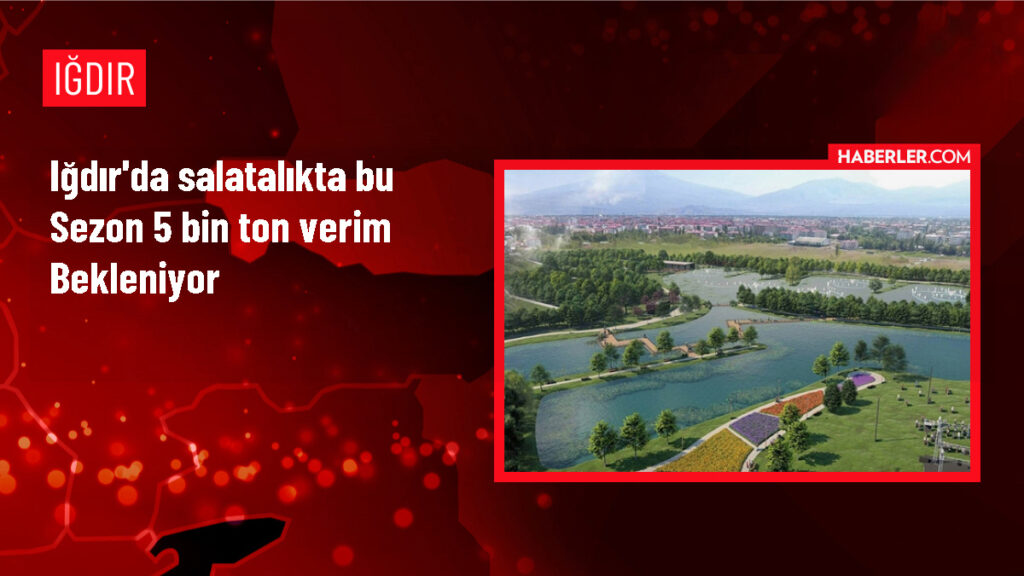 Iğdır’da Salatalıkta Rekor Verim!