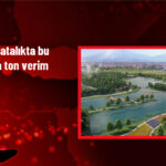 Iğdır’da Salatalıkta Rekor Verim!