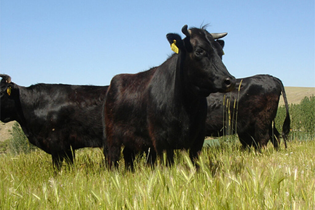 Yerli Sığır Irkları İçin Islah Projesi Başlatıldı
