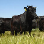 Yerli Sığır Irkları İçin Islah Projesi Başlatıldı