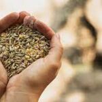 Tohum Ticaretinde Türkiye’nin Bağımsızlığı: İhracat ve İthalat İşlemleri Durduruldu