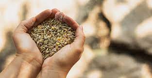 Tohum Ticaretinde Türkiye’nin Bağımsızlığı: İhracat ve İthalat İşlemleri Durduruldu