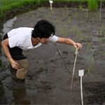 Hong Kong’ta Endemik Pirinç Çeşitlerine Yeniden Can Veriliyor