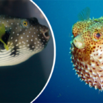 Balon Balığı Avı İçin Destekler Arttı! 🐠💰