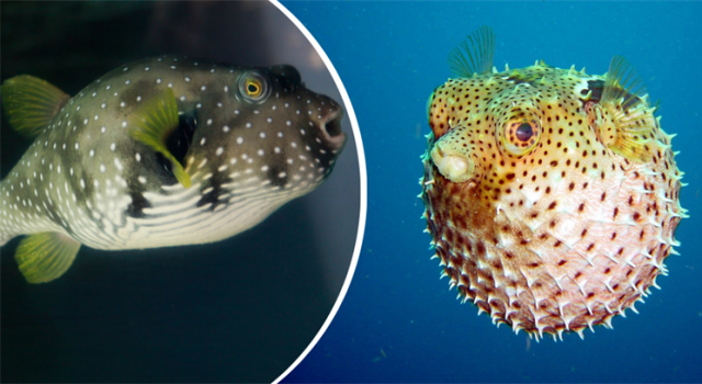 Balon Balığı Avı İçin Destekler Arttı! 🐠💰