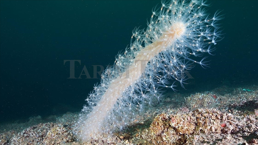Izmit Körfezi’nde Deniz Kalemı Keşfi
