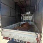 Kaçak Kesilen Hayvan Jandarma Denetiminde Yakalandı