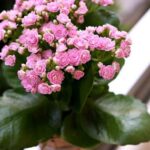 Kalanchoe Çiçeği Bakımı ve Yetiştirme İpuçları