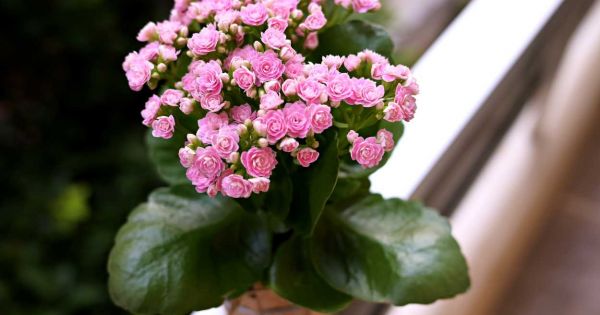 Kalanchoe Çiçeği Bakımı ve Yetiştirme İpuçları