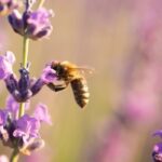 Arıların Önemi ve Sorunları: Dünya Arı Günü Açıklaması