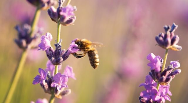 Arıların Önemi ve Sorunları: Dünya Arı Günü Açıklaması