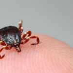 Kırım Kongo Kanamalı Ateşi Tehlikesi Artıyor!