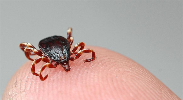 Kırım Kongo Kanamalı Ateşi Tehlikesi Artıyor!