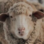 Hayvan Refahı ve Et Muhafazası Nasıl Olmalı?