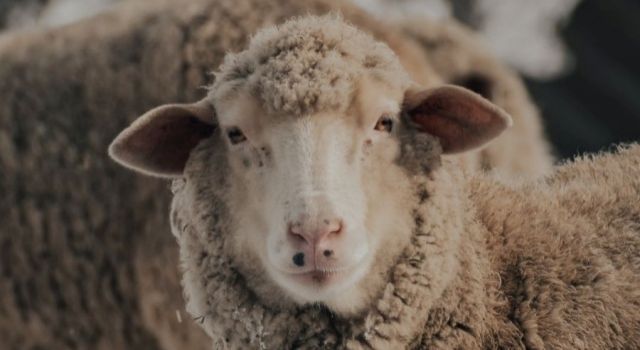 Hayvan Refahı ve Et Muhafazası Nasıl Olmalı?