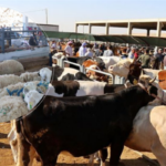 Kurban Pazarlarında Satılamayan Hayvanlar ESK Tarafından Satın Alınacak