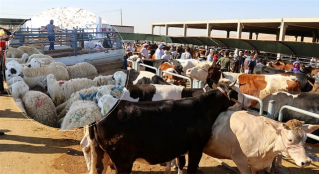 Kurban Pazarlarında Satılamayan Hayvanlar ESK Tarafından Satın Alınacak