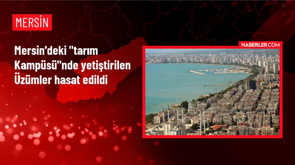 Mersin’de Tarsus Tarım Kampüsü’nde Üzüm Hasadı Heyecanı!