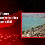 Mersin’de Tarsus Tarım Kampüsü’nde Üzüm Hasadı Heyecanı!