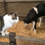 Kedilerde Kuş Gribi Tehlikesi