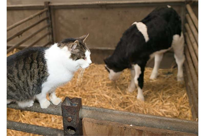 Kedilerde Kuş Gribi Tehlikesi