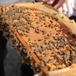 Niğde’de Arıcılık sektöründe dev hamle!