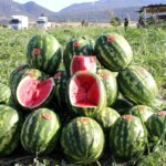 Osmaneli’nin Meşhur Karpuz Hasadı Başladı!