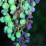 Fungus Hastalığına Dikkat! Bağlarda Yaprakları Sarıtmaya Neden Oluyor