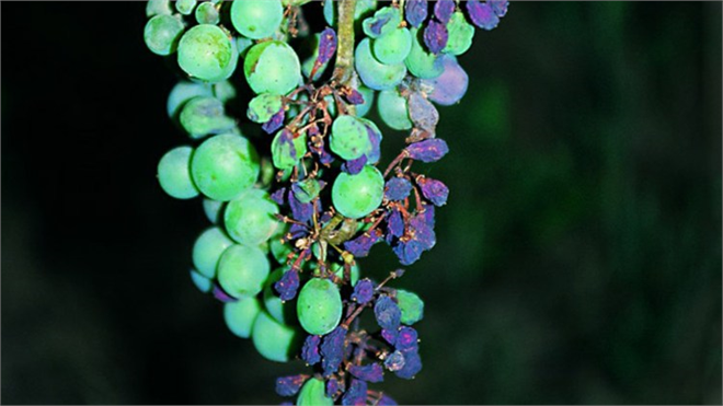 Fungus Hastalığına Dikkat! Bağlarda Yaprakları Sarıtmaya Neden Oluyor