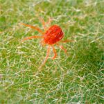 Küçük Zararlı: Akarlar Meyve Ağaçlarını Tehdit Ediyor