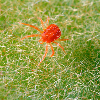 Küçük Zararlı: Akarlar Meyve Ağaçlarını Tehdit Ediyor