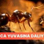 Empire of Ants İçin Hayran Bırakan Yeni Fragman!