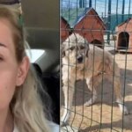 Kuduz Köpekleri Kaçırmıştı! 4 Yıla Kadar Hapis Cezası İsteniyor