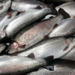 Çipura, Levrek ve Türk Somonu Su Ürünleri İhracatında Lider!