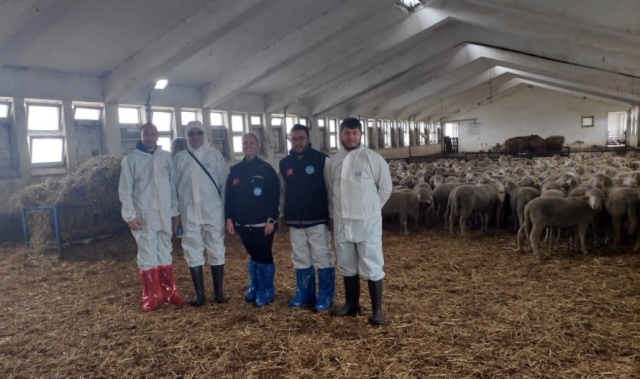 Manisa Büyükşehir’den Koyun Yetiştiricilerine 250 Damızlık Koç Desteği!