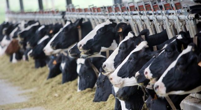 Tarım Kredi’den Yenilikçi Yatırımlar: Sun’i Tohumlama ve Embriyo Transferi