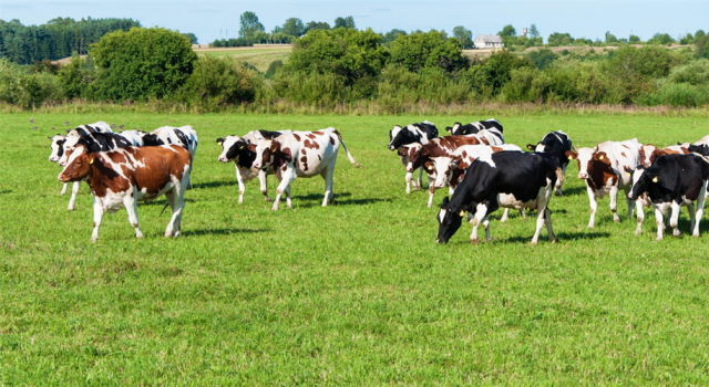Kurbanlık Hayvan Sevki İçin Belirlenen Kurallar!