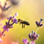 Türk Gıda Kodeksi Arı Ürünleri Tebliği Yayımlandı!