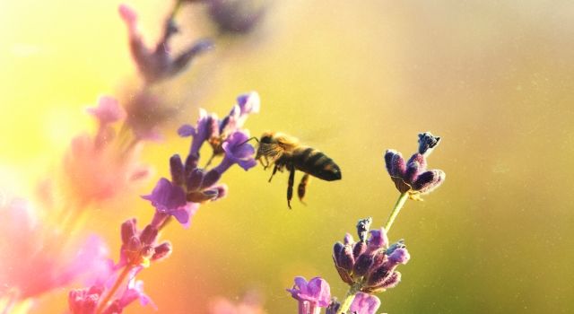 Türk Gıda Kodeksi Arı Ürünleri Tebliği Yayımlandı!
