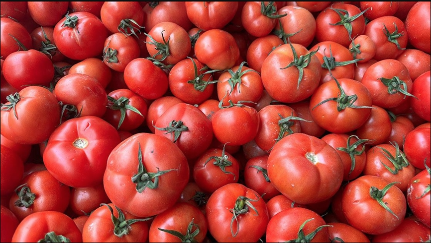 Türkiye’nin Domates İhracatı 2023’te Rekor Kırdı!