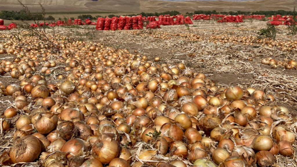 Soğan Fiyatlarında Dikkat Çeken Düşüş!