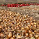 Soğan Fiyatlarında Dikkat Çeken Düşüş!