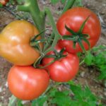 Anamas Tohum: Domates ToBRFV’ye Karşı Yüksek Toleranslı Çeşitler!