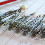 Antalya’da Balon Balığı Avcıları 218 Bin Lira Kazanacak