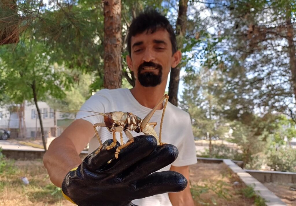 Batman’da Etçil Çekirge Görüldü!