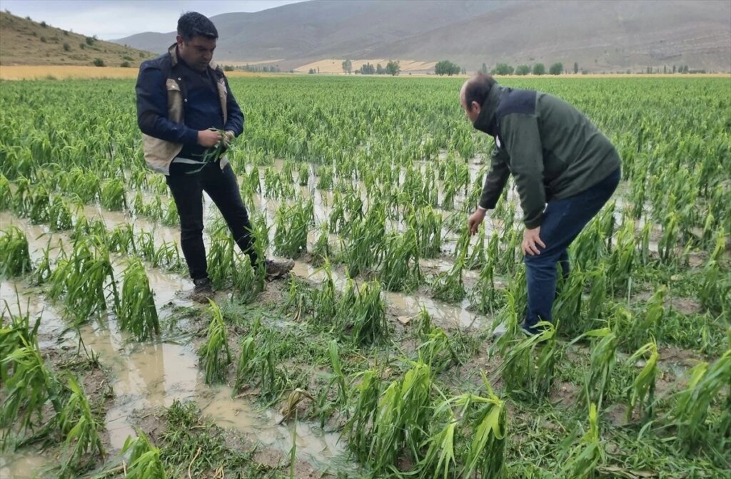 Bayburt’ta Dolu ve Sağanak: 4 Bin Dekar Ekili Alan Zarar Gördü