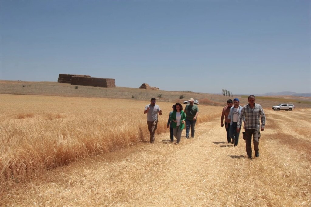 Beypazarı’nda Biçerdöver ve Hasat Kontrolleri