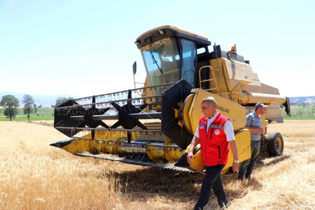 Samsun’da Buğday Hasadı: Rekolte ve Kalitede Artış!